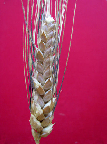 bivona